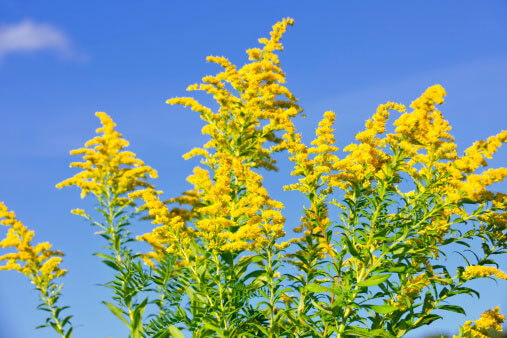 Pollen from ragweed traveling in the wind